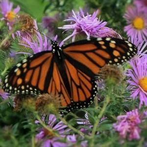 Meet your Posher, Allie